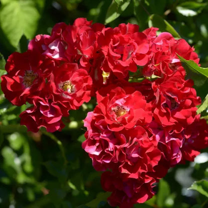 Exotic Hybrid Climbing Rose Flower Seeds – Pack of 20  - Fiona - Rose Seeds