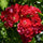 Exotic Hybrid Climbing Rose Flower Seeds – Pack of 20  - Fiona - Rose Seeds
