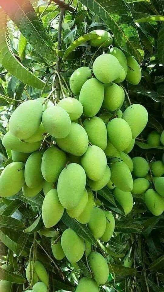 Mango Plant (Langra) Live Mango 1 Plant (Mangifera indica) – Grafted Variety  -Fruit Plants