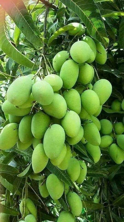Mango Plant (Langra) Live Mango 1 Plant (Mangifera indica) – Grafted Variety  -Fruit Plants