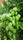 Mango Plant (Langra) Live Mango 1 Plant (Mangifera indica) – Grafted Variety  -Fruit Plants