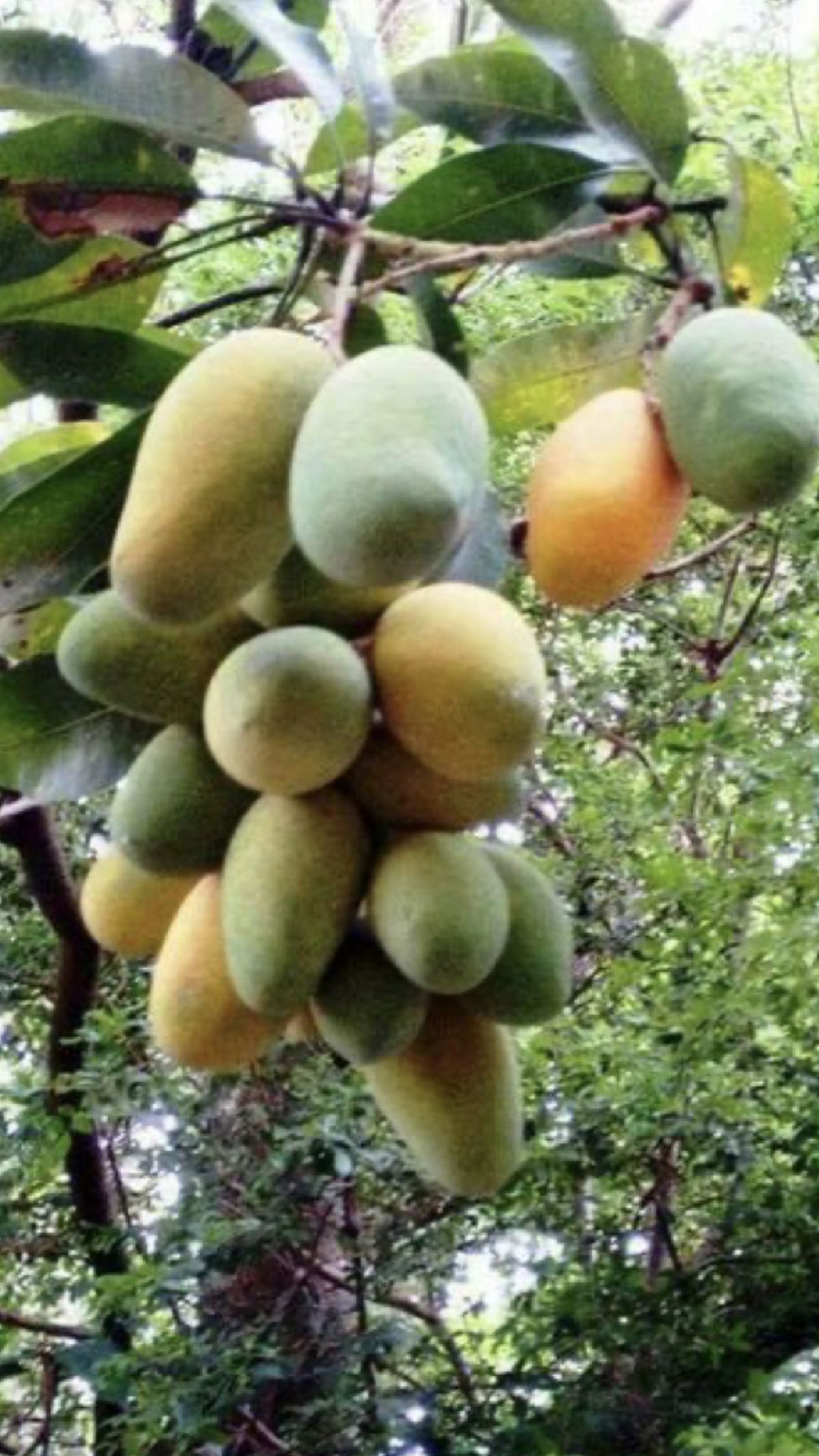 Mango Plant (Banganapalli (Benishan) ) Live Mango 1 Plant (Mangifera indica) – Grafted Variety  -Fruit Plants