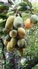 Mango Plant (Banganapalli (Benishan) ) Live Mango 1 Plant (Mangifera indica) – Grafted Variety  -Fruit Plants
