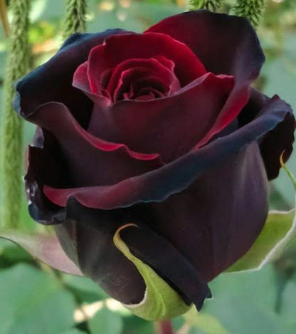 Exotic Hybrid Climbing Rose Flower Seeds – Pack of 20  - Velvet - Rose Seeds