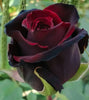 Exotic Hybrid Climbing Rose Flower Seeds – Pack of 20  - Velvet - Rose Seeds