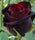 Exotic Hybrid Climbing Rose Flower Seeds – Pack of 20  - Velvet - Rose Seeds
