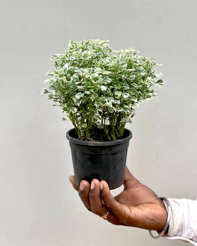 Aralia Miniature White Variegated – Healthy Live Indoor Plant with White Pot | Air Purifying Plant for Home & Office Décor - Best Selling