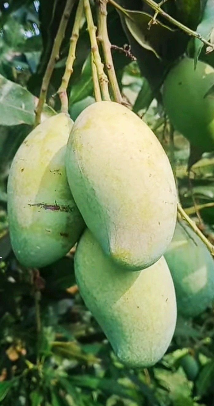 Mango Plant (Raspuri) ) Live Mango 1 Plant (Mangifera indica) – Grafted Variety  -Fruit Plants