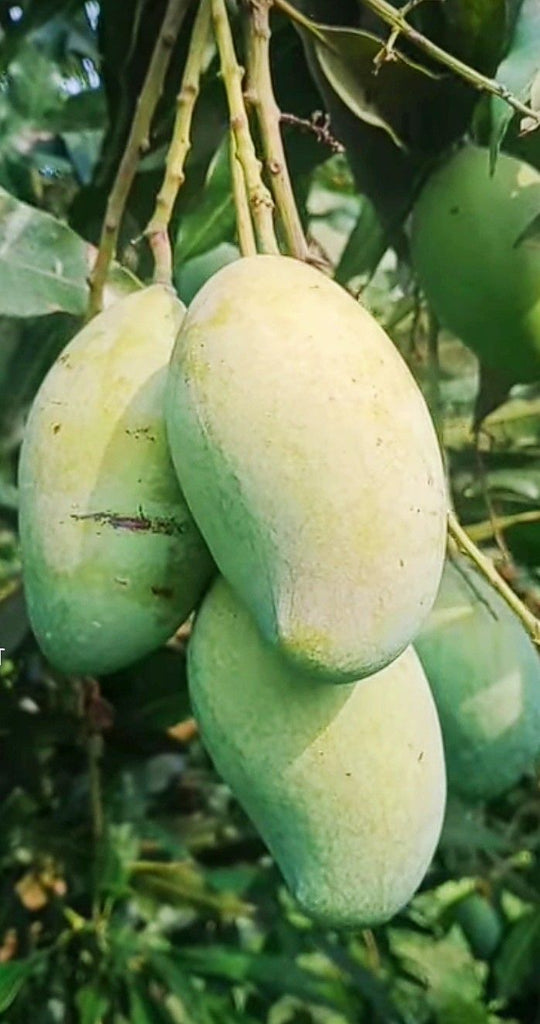 Mango Plant (Raspuri) ) Live Mango 1 Plant (Mangifera indica) – Grafted Variety  -Fruit Plants