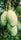 Mango Plant (Raspuri) ) Live Mango 1 Plant (Mangifera indica) – Grafted Variety  -Fruit Plants