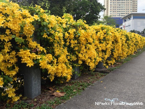 Cat's Claw Creeper Plant | Fast-Growing Yellow Flowering Climber for Outdoor Walls & Fences | Macfadyena unguis-cati - Best Selling