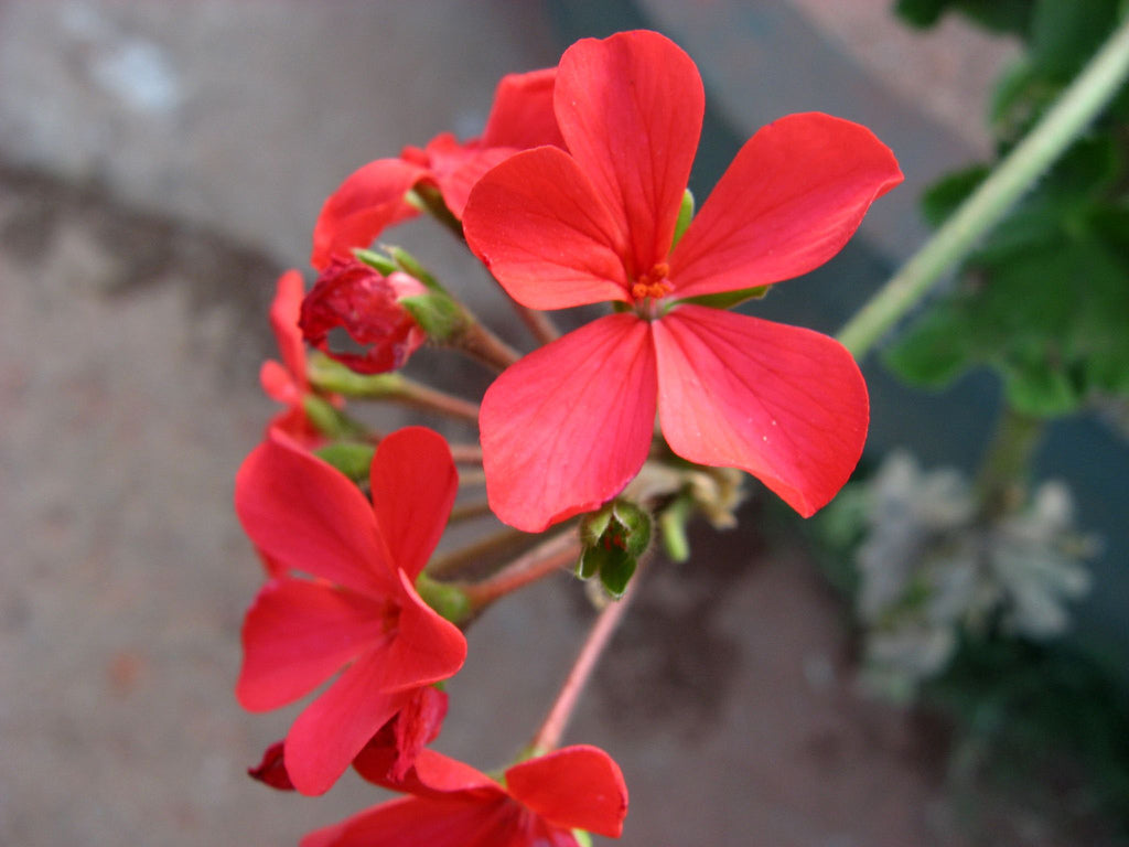 Chethi Koduveli (Plumbago Indica) Medicinal Plant - Live Healthy Plant