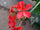 Chethi Koduveli (Plumbago Indica) Medicinal Plant - Live Healthy Plant