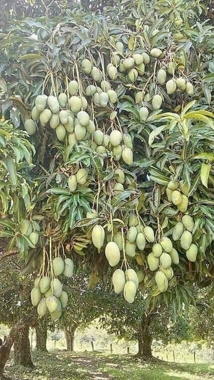 Mango Plant (Langra) Live Mango 1 Plant (Mangifera indica) – Grafted Variety  -Fruit Plants