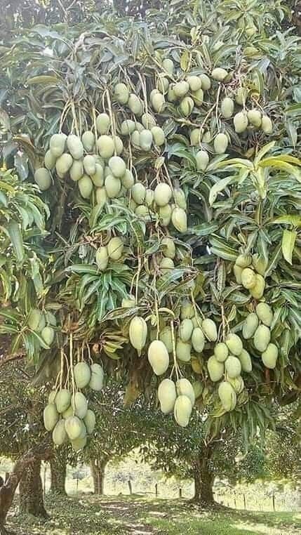 Mango Plant (Langra) Live Mango 1 Plant (Mangifera indica) – Grafted Variety  -Fruit Plants