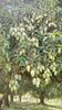Mango Plant (Langra) Live Mango 1 Plant (Mangifera indica) – Grafted Variety  -Fruit Plants
