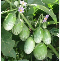 Organic Brinjal Green  F1 Hybrid seeds- Open Pollinated 50 seeds-vegetable seeds