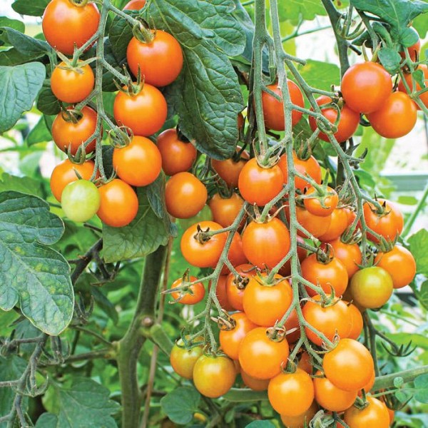 🍅 Sungold Hybrid Tomato Seeds – 100 Seeds, Exceptionally Sweet & Golden-Orange Fruits  - Vegetable Seeds