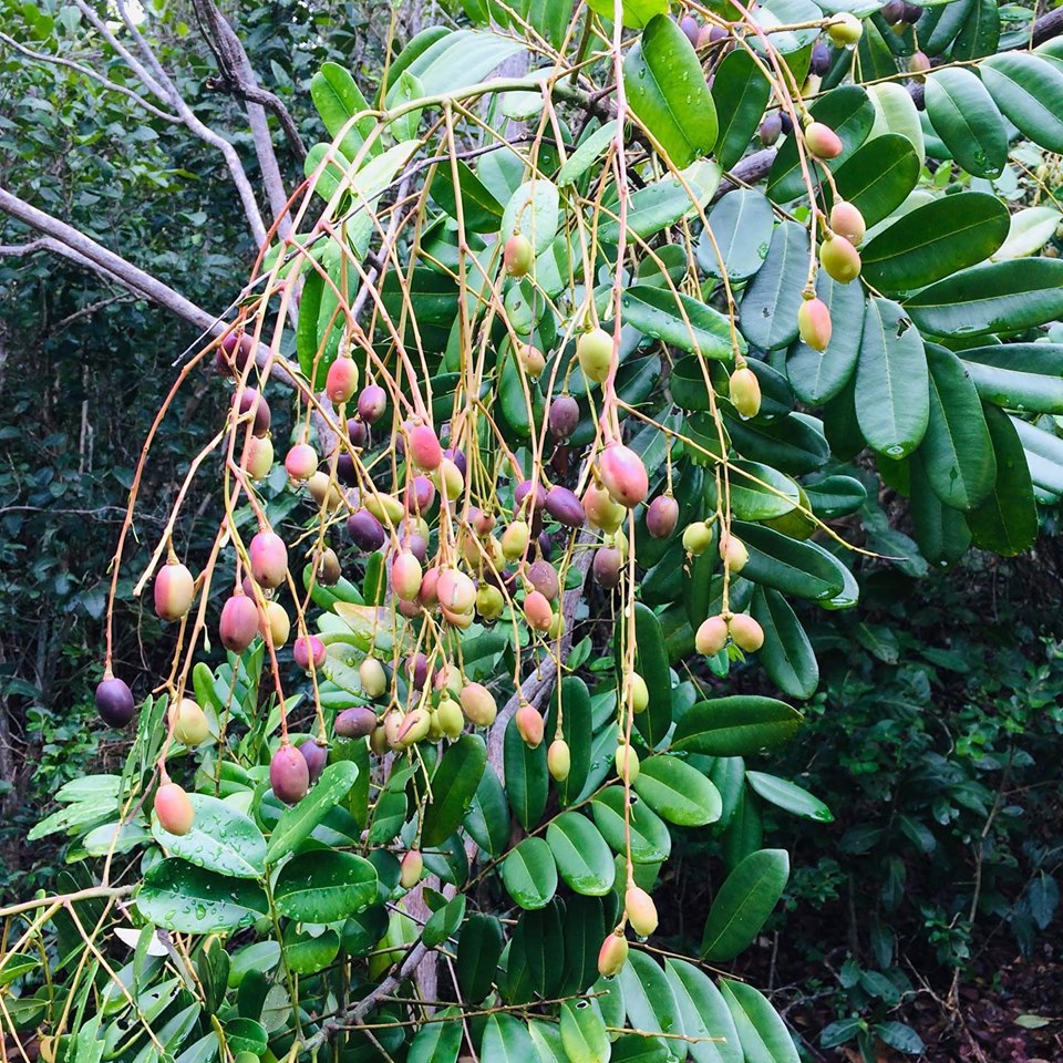 Lakshmi Tharu Simarouba Glauca: Healthy Live Medicinal Plant for Wellness
