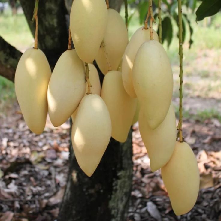 Exotic Mango Plant Varieties for Your Garden (Nam Dok Mai ) ) Live Mango 1 Plant (Mangifera indica) – Grafted Variety  -Fruit Plants