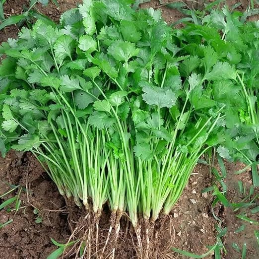 Coriander Seeds – Fresh, Aromatic Herb for Kitchen & Garden -  Vegetable Seeds