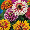 Zinnia Flower 50 Seeds Mix – Bright, Long-Lasting Garden Blooms - Flower Seeds