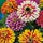 Zinnia Flower 50 Seeds Mix – Bright, Long-Lasting Garden Blooms - Flower Seeds