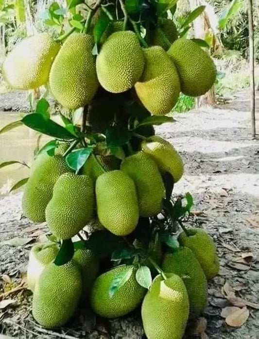 Vietnam Super Early Jackfruit Plant Home Plant High Yield – Grafted & Ready to Grow  -Fruit Plants