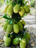 Vietnam Super Early Jackfruit Plant Home Plant High Yield – Grafted & Ready to Grow  -Fruit Plants