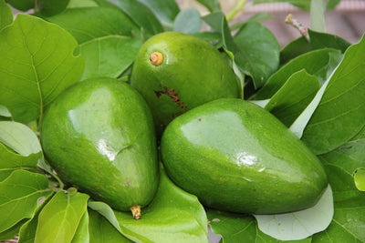 Avocado - Pollock - Grafted - Hybrid Fruit Plant