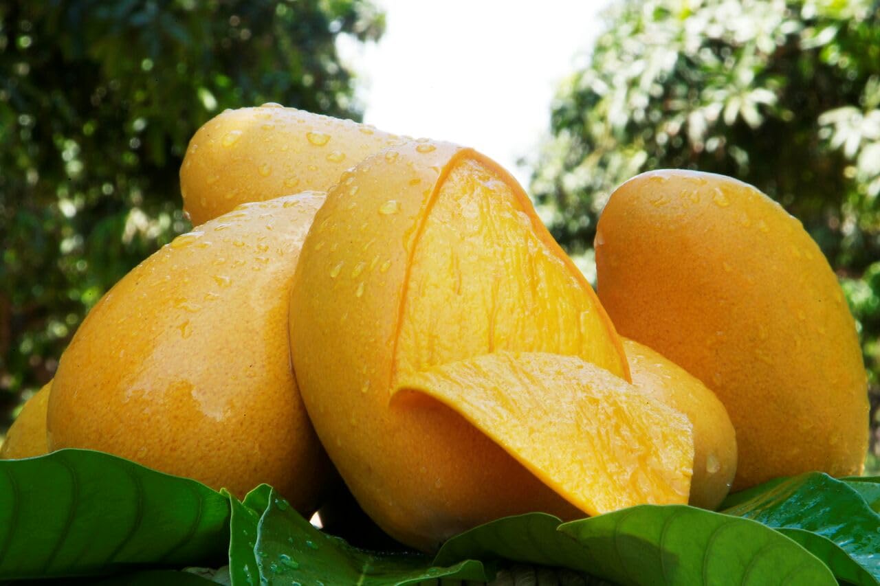 Exotic Mango Plant Varieties for Your Garden (Ataulfo (Honey Mango)) ) Live Mango 1 Plant (Mangifera indica) – Grafted Variety  -Fruit Plants