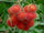 Rare Maharlika Rambutan Hybrid Exotic Fruit Seeds, Pack of 5 - Fruit Seeds