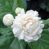 White Mogra | Arabian Jasmine Aromatic Flower 1 Plant - Best Selling