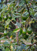 Avocado - Ettinger - Grafted - Hybrid Fruit Plant