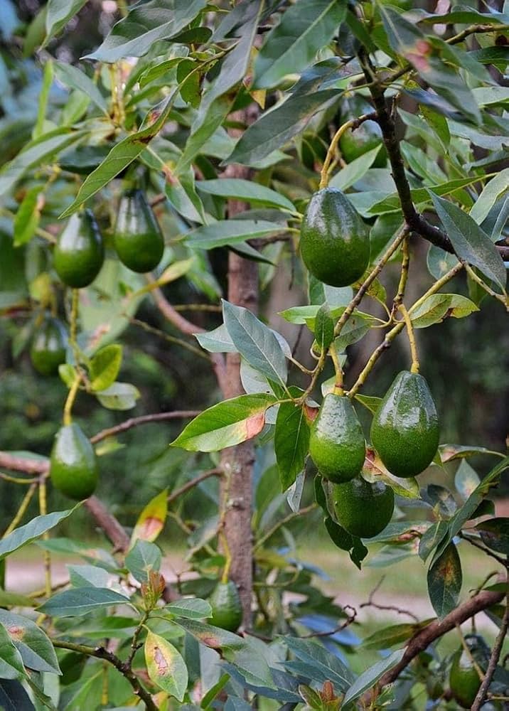 Ettinger  Avocado Seeds – Pack of 2 - Fruit Seeds