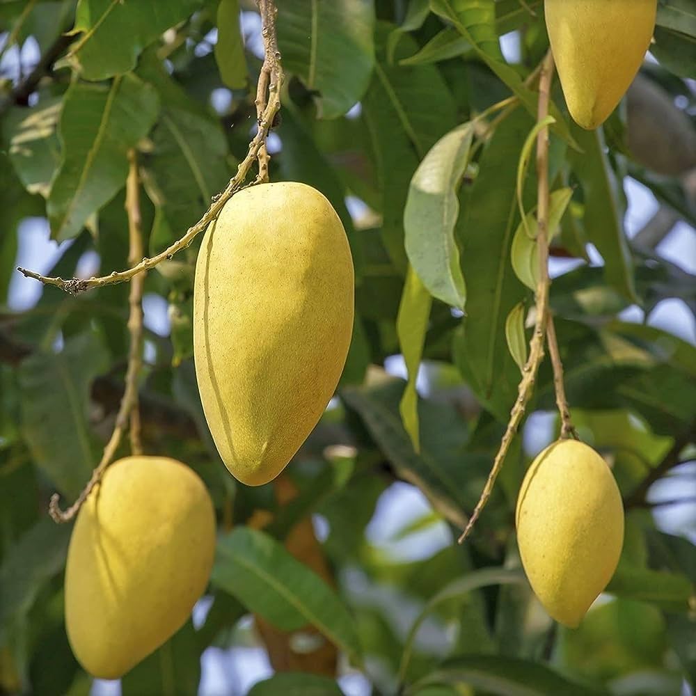 Mango Plant (Chausa)) ) Live Mango 1 Plant (Mangifera indica) – Grafted Variety  -Fruit Plants