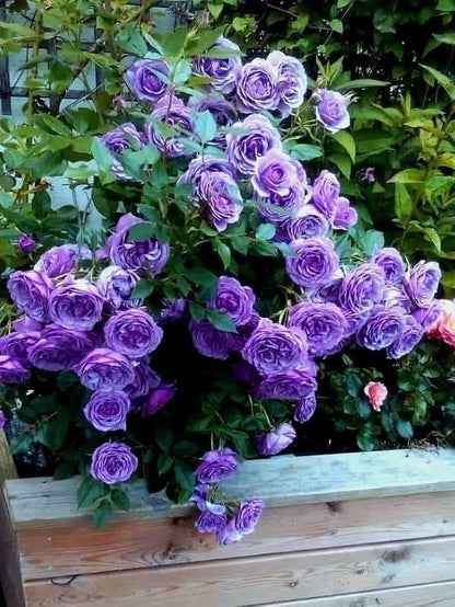 Hybrid Rose Climber Seeds – Fast-Growing, Colorful Blooms for Vertical Gardening - Rose Seeds
