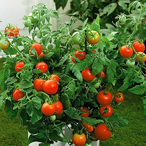 Tomato ‘Pusa Ruby’ – 100 Desi Vegetable Seeds (Premium Indian Variety) -Vegetable Seeds