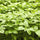 ARKA Varna -TFL Veg.AMARANTH Hybrid -Vegetable Seeds