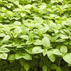 ARKA Samraksha -TFL Veg.AMARANTH Hybrid -Vegetable Seeds