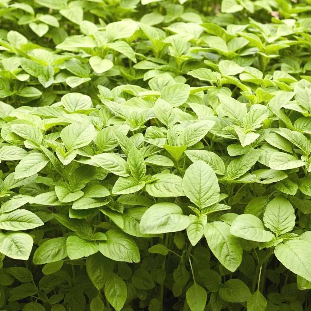 ARKA Samraksha -TFL Veg.AMARANTH Hybrid -Vegetable Seeds