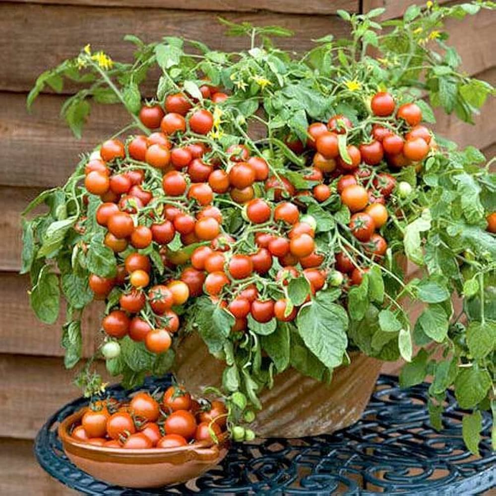 🍅 Cherry Tomato Hybrid Seeds – Pack of 50 - Vegetable Seeds