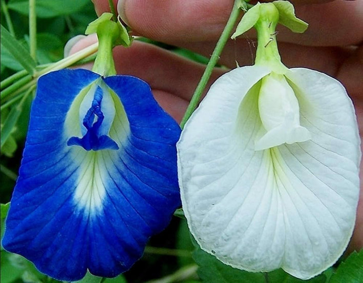 Clitoria Ternatea-Medicinal Plant