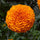 Hybrid Orange Marigold Flower Seeds – Pack of 30 - Flower Seeds
