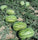 Crimson Sweet Watermelon Seeds – Large, Striped, Extra-Sweet Red Flesh (Pack of 10) - Fruit Seeds