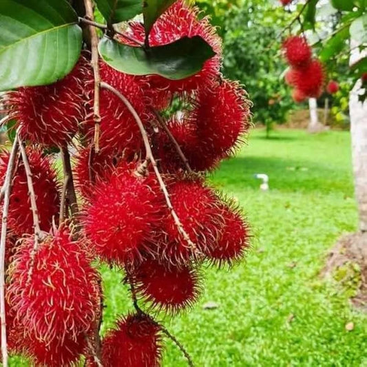 Binjai (Indonesia/Malaysia) Rambutan Hybrid Exotic Fruit Seeds, Pack of 5 - Fruit Seeds