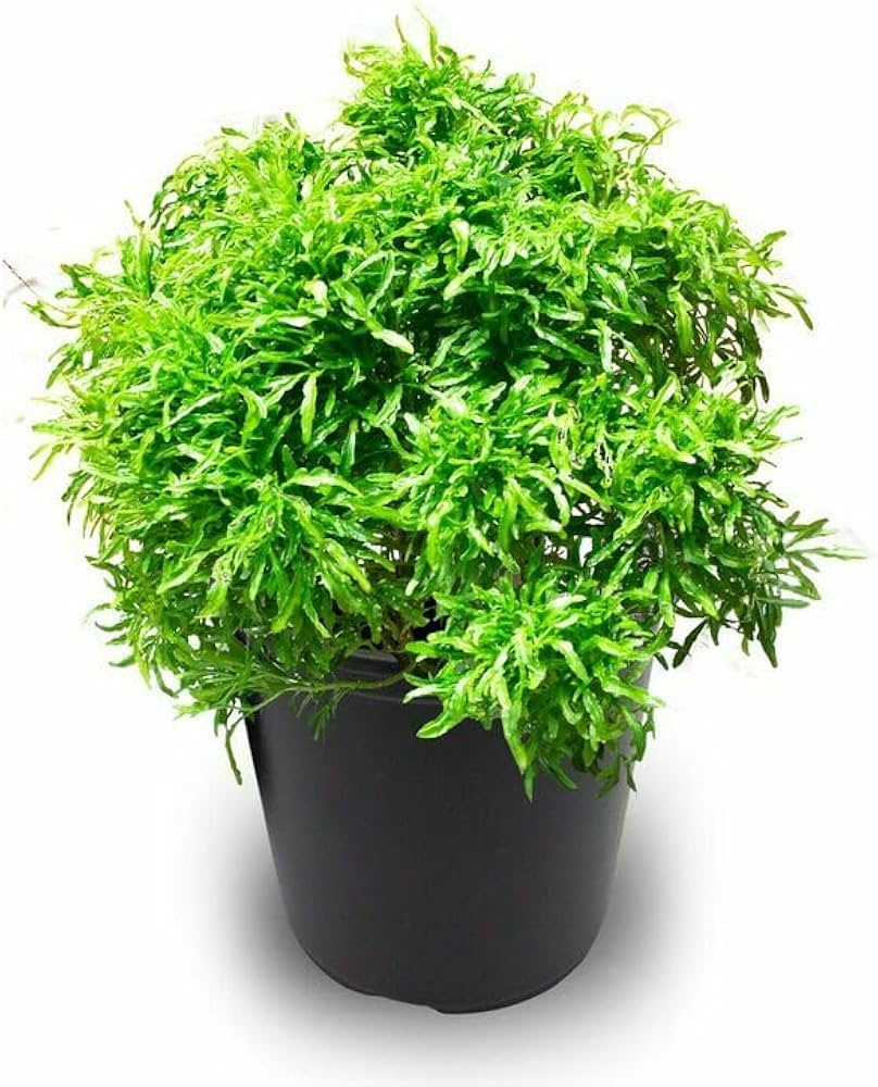 Aralia Healthy Live Plant (Green, Pack of 1) | Indoor & Outdoor Plant for Home and Office Decoration - Best Selling
