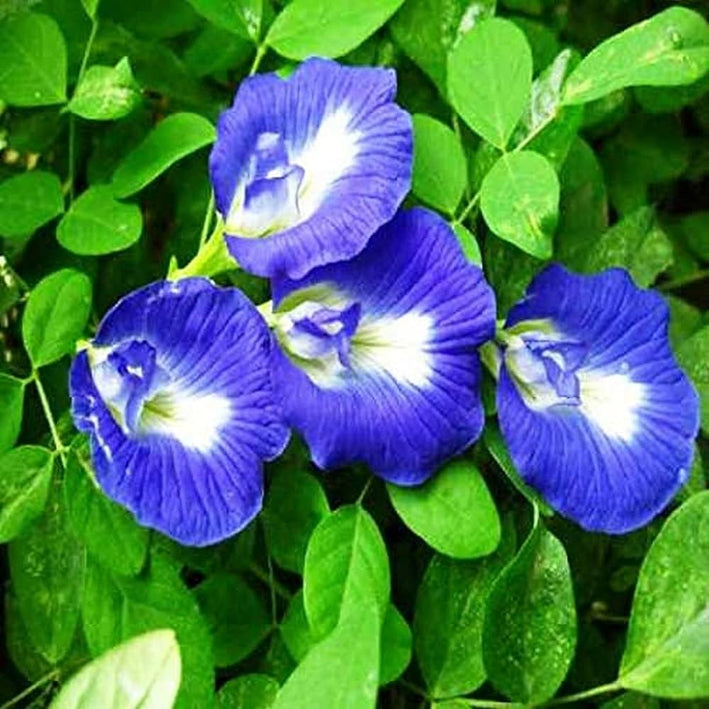 Clitoria Ternatea-Medicinal Plant