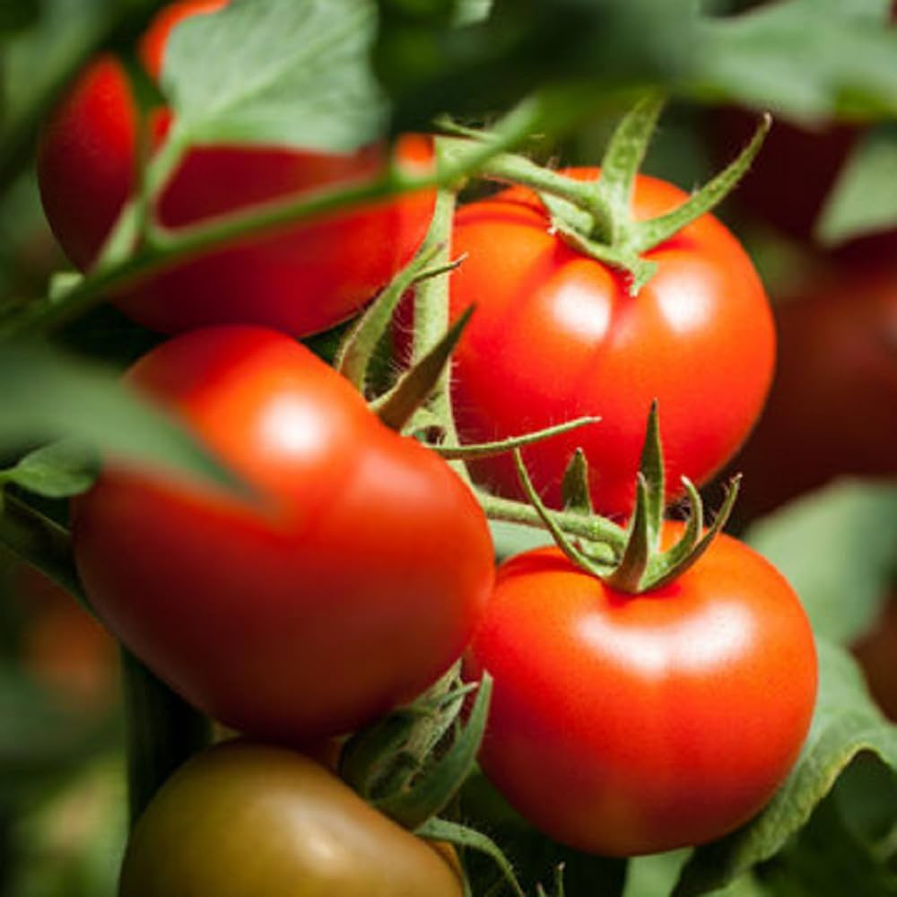 🍅 Arka Rakshak Hybrid Tomato Seeds – 100 Seeds, Triple Disease-Resistant & High-Yield Variety  - Vegetable Seeds