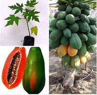 PAPAYA FRUIT PLANT EXOTIC PLANTS